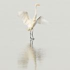 _MG_2878Grande Aigrette.