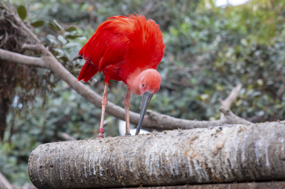 _MG_3289.tif_RC2 ibis rouge