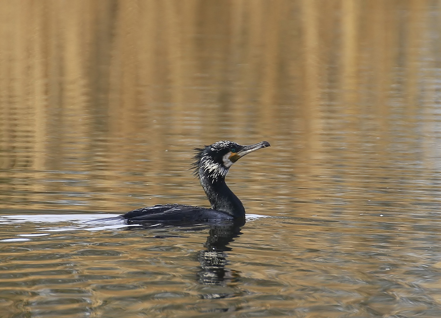 _MG_3351 Kormoran 6