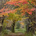 _MG_3352Sentier en automne ( 5 )