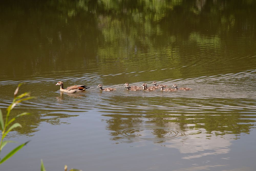 _MG_3384Fam.Nilgans 2