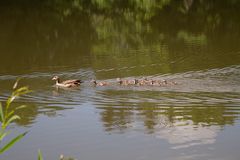 _MG_3384Fam.Nilgans 2