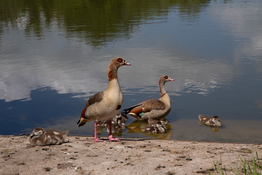 _MG_3387-Fam.Nilgans 3