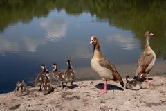 _MG_3401_Fam.Nilgans 4