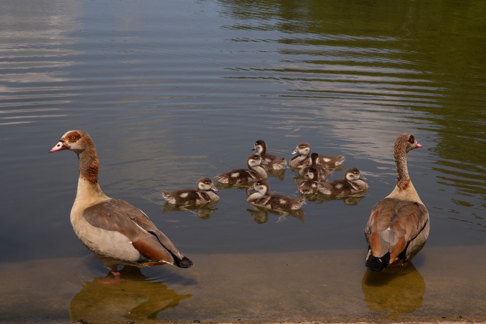 _MG_3406_Fam.Nilgans 5