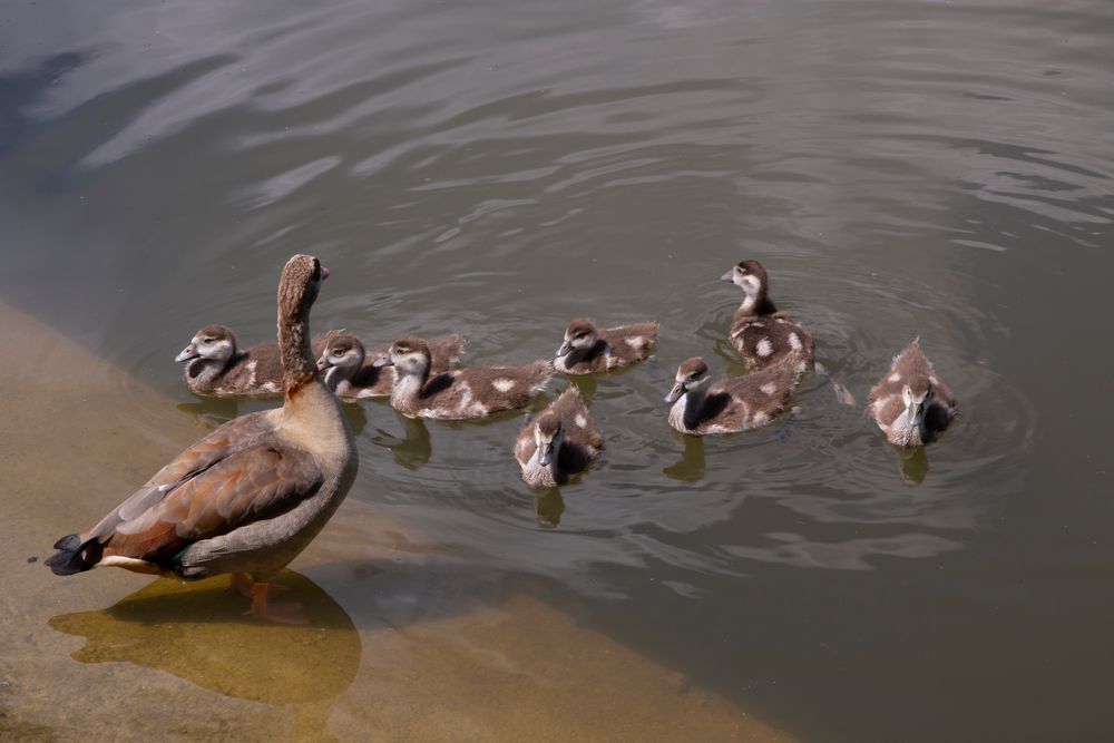 _MG_3408 Fam.Nilgans 1