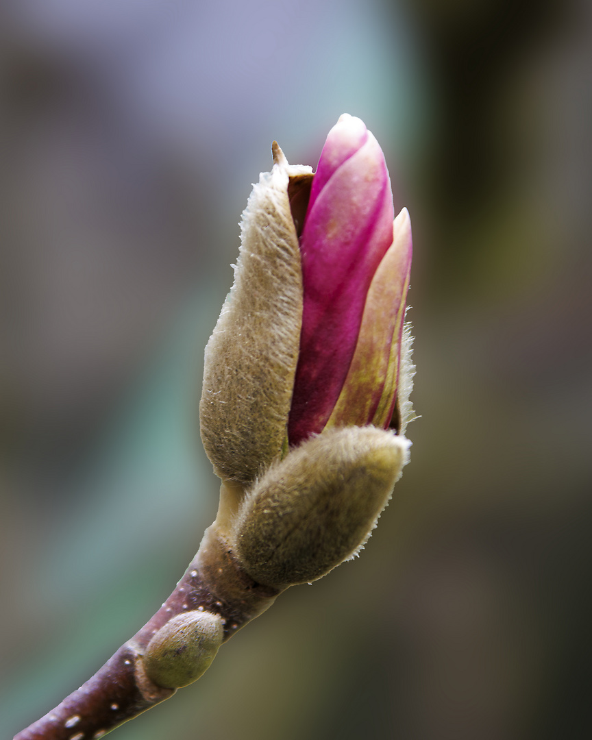 _MG_3607-Magnolie rot