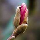 _MG_3607-Magnolie rot