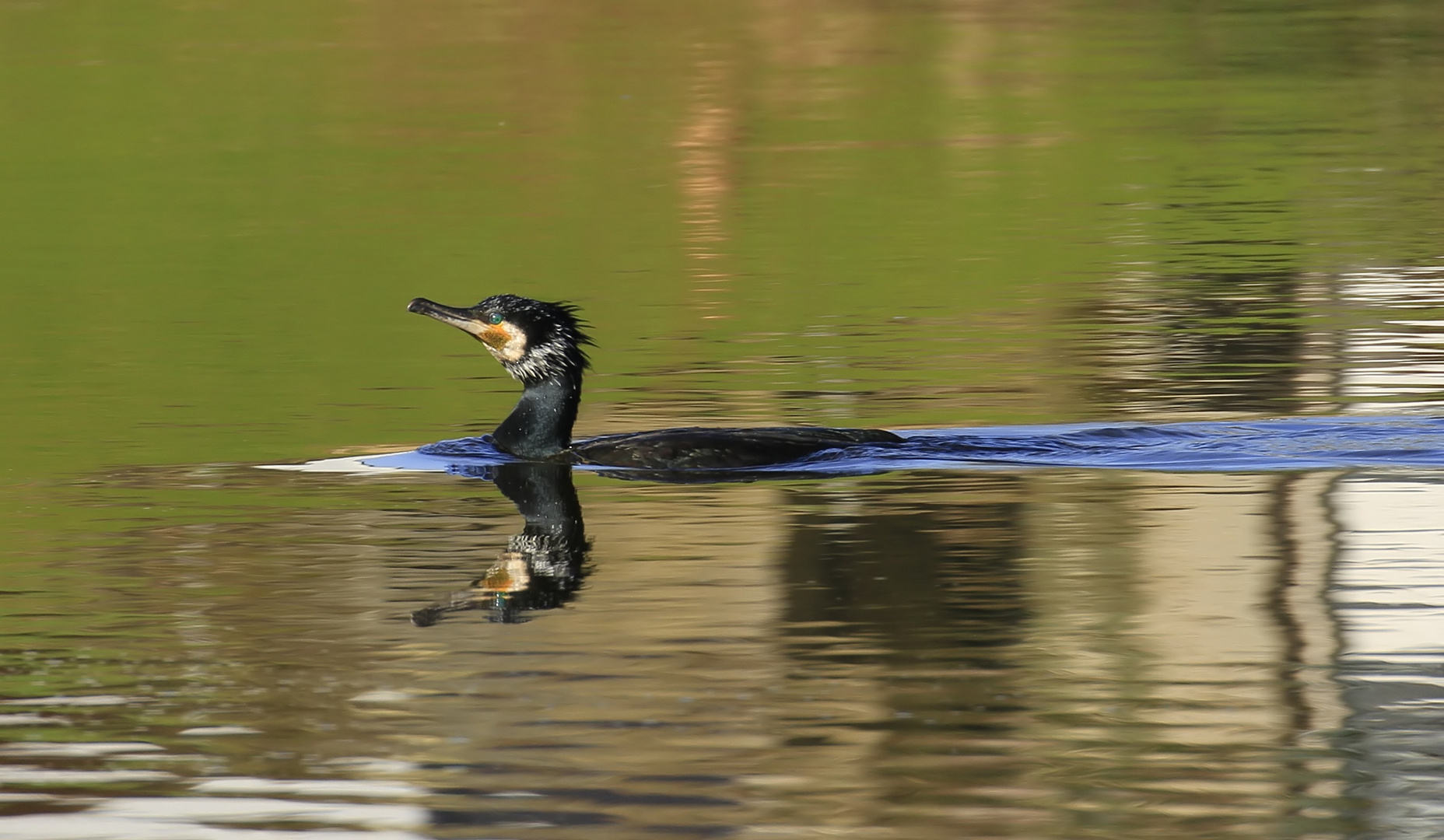 _MG_3701 Kormoran 4