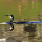 _MG_3701 Kormoran 4