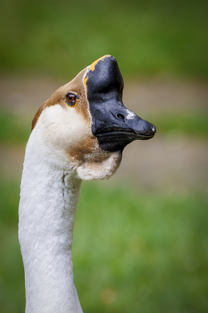 _MG_4683-Höcker-Gans 