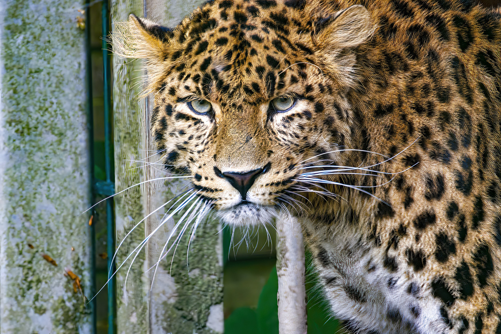 _MG_4751-China Leopard