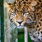 _MG_4751-China Leopard