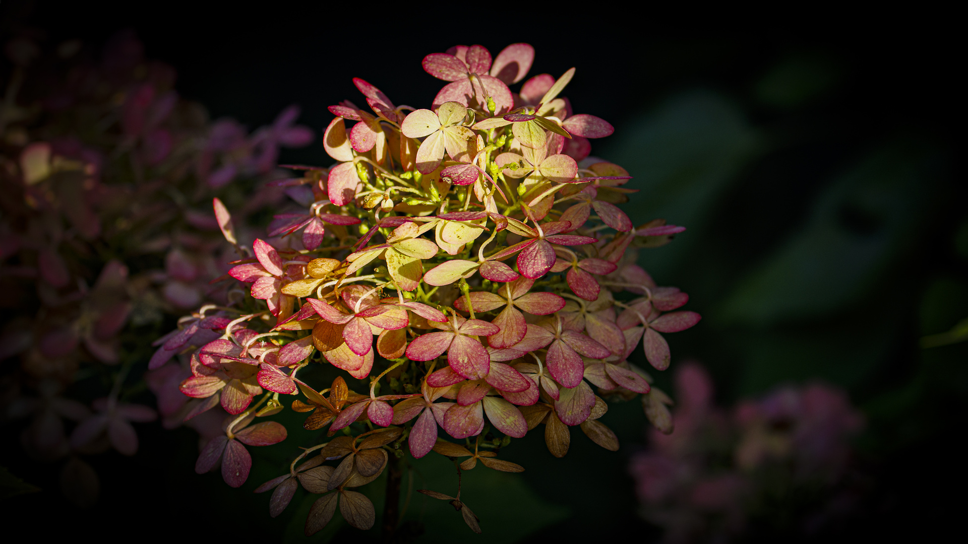 _MG_5374-Hotensienblüte  im hebstlichen Licht