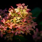 _MG_5374-Hotensienblüte  im hebstlichen Licht