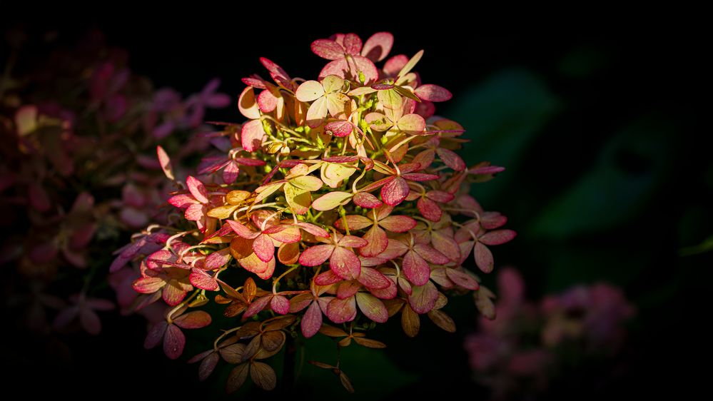 _MG_5374-Hotensienblüte  im hebstlichen Licht