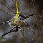 _MG_5532  Schwanzmeisengruppe