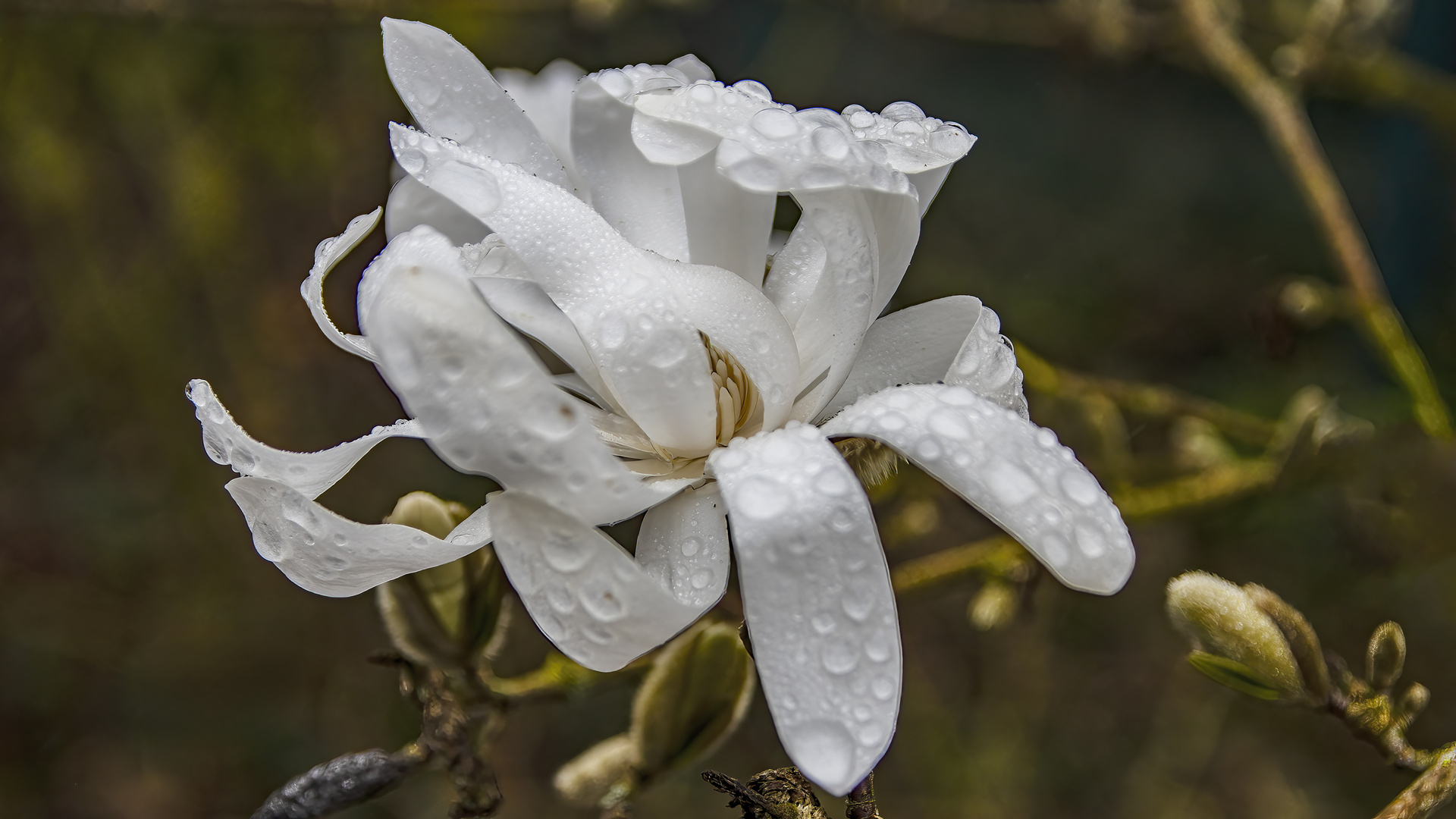 _MG_5545-Nach dem Regen