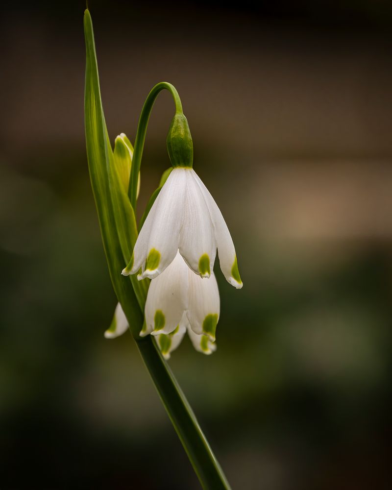 _MG_5626-Märzenbecher