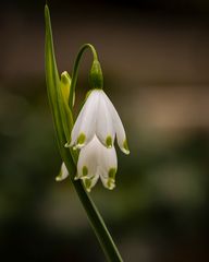 _MG_5626-Märzenbecher