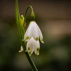 _MG_5626-Märzenbecher