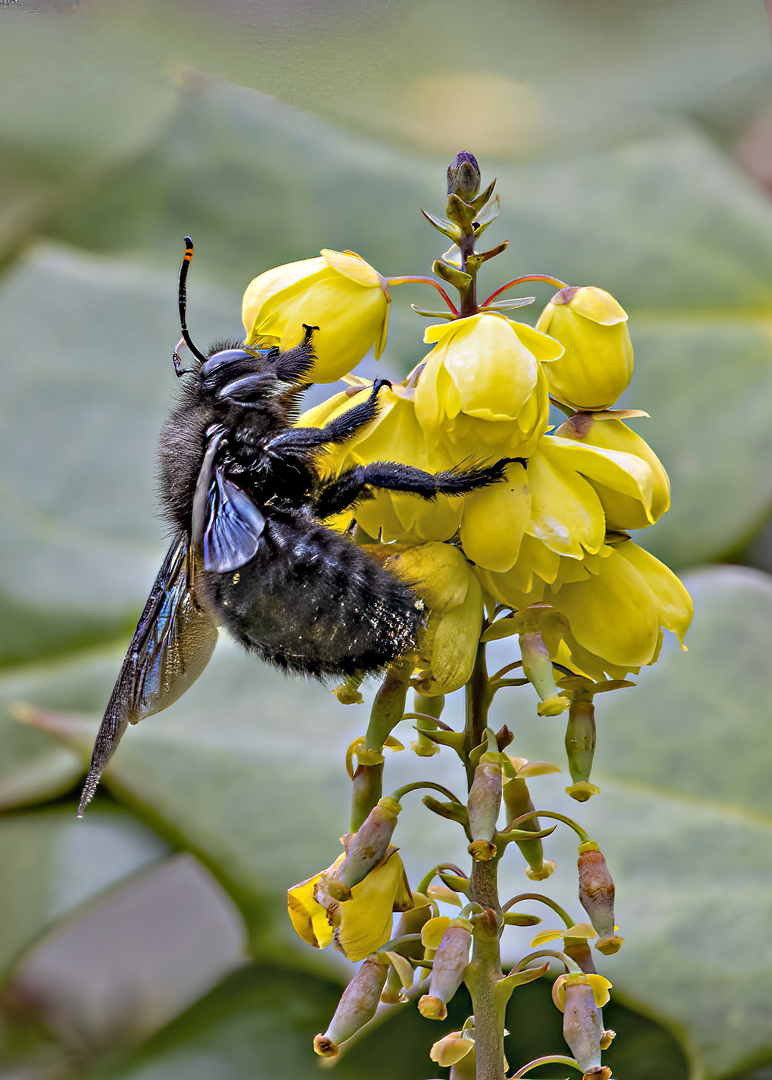 _MG_5650-Holzbiene