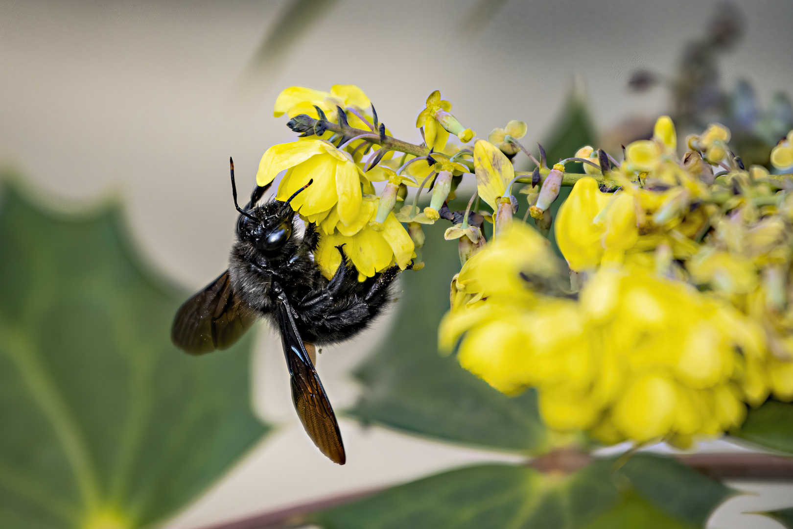 _MG_5724-Holzbiene