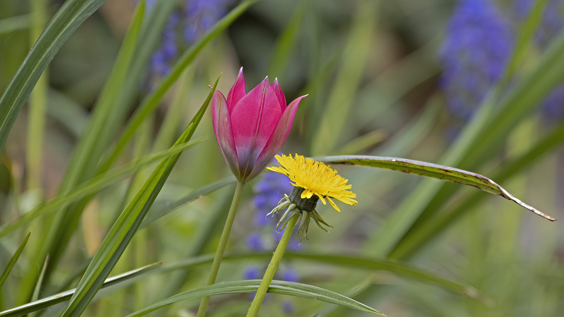 _MG_5842-Frühlingsfarben