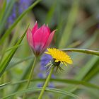 _MG_5842-Frühlingsfarben