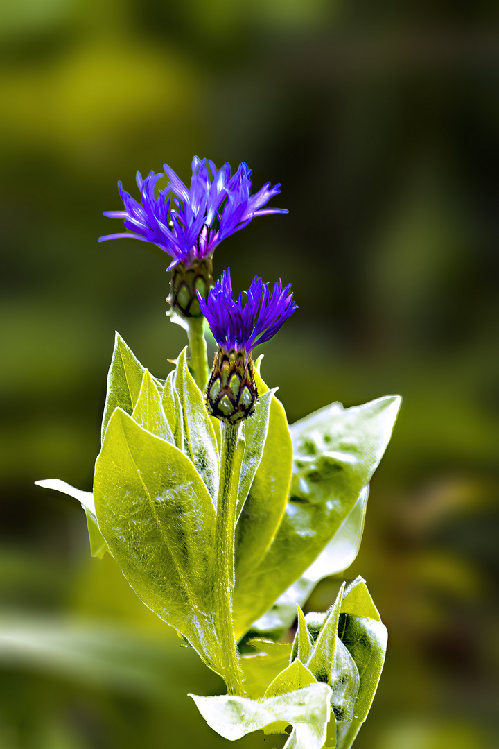 _MG_5942-Kornblume