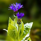 _MG_5942-Kornblume