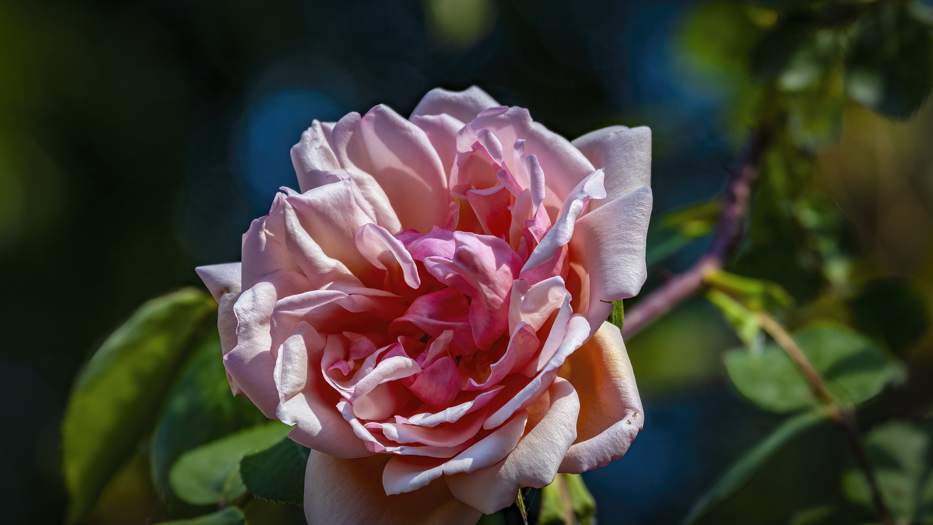 _MG_5971-Rose