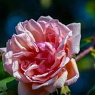 _MG_5971-Rose