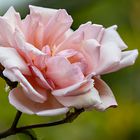 _MG_5977-Rose