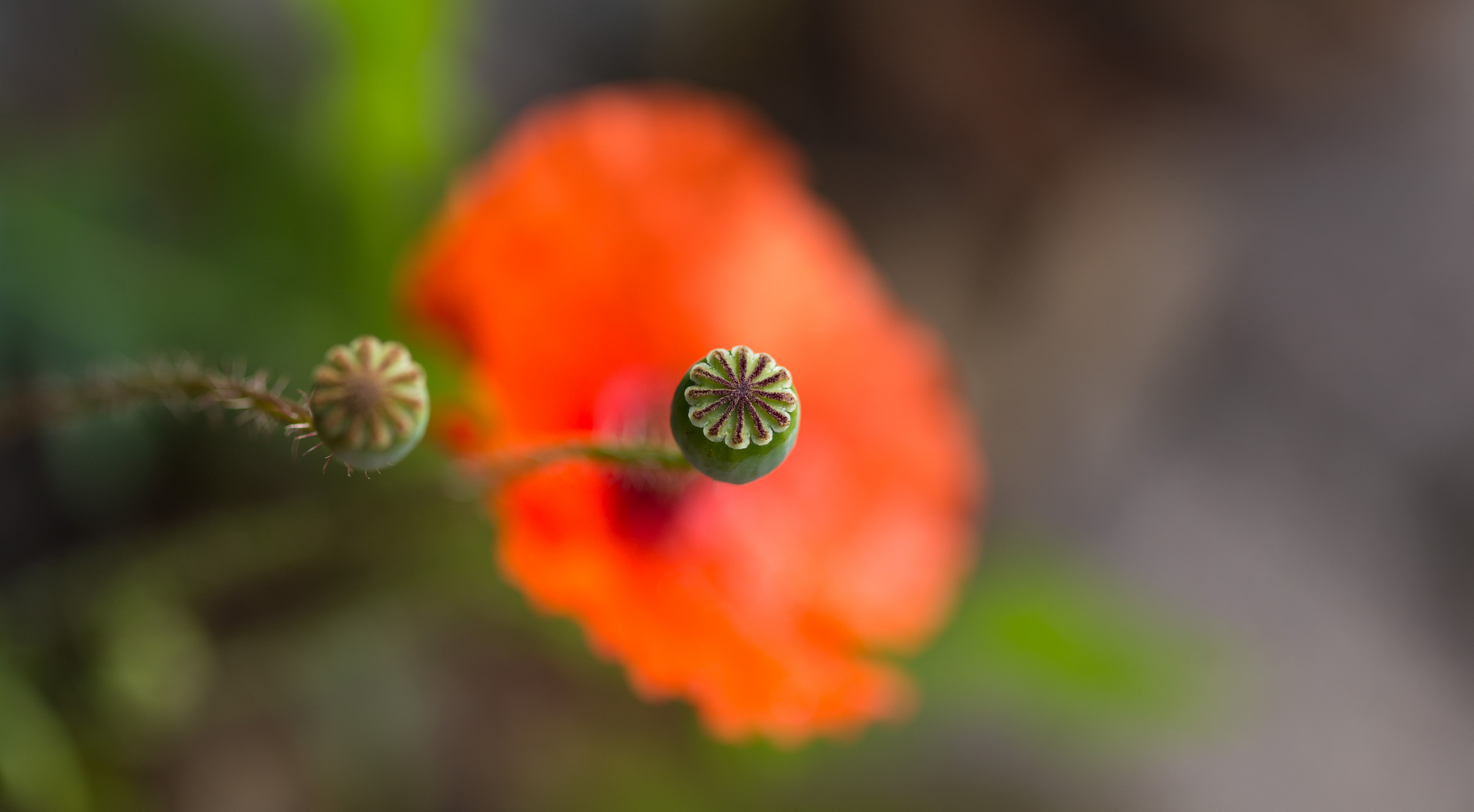 _MG_6242Mohnblume