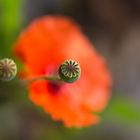 _MG_6242Mohnblume