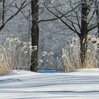 _MG_6876Grand froid .