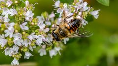 _MG_7233-Fleißige Biene.