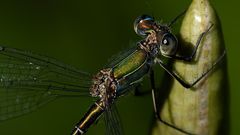 _MG_7293b-Bearbeitet