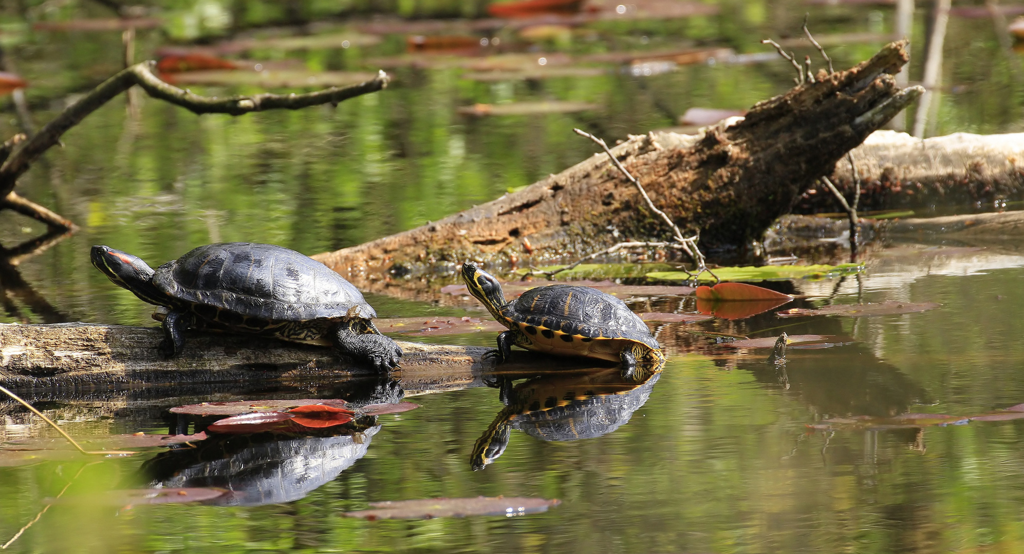 _MG_7421_Schildkröte