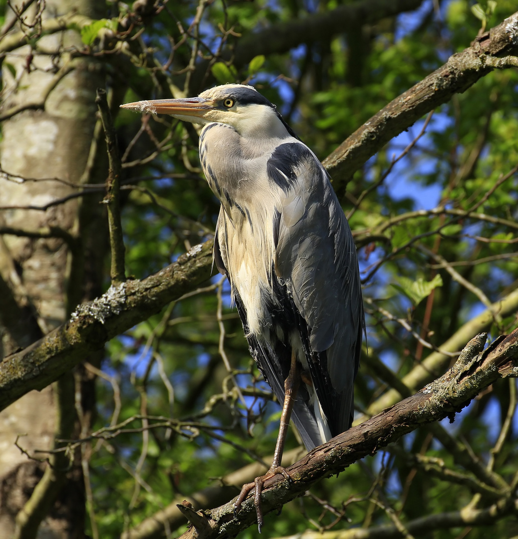 _MG_7525 Reiher-1