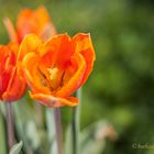 _MG_7601_1Gartenrundgang