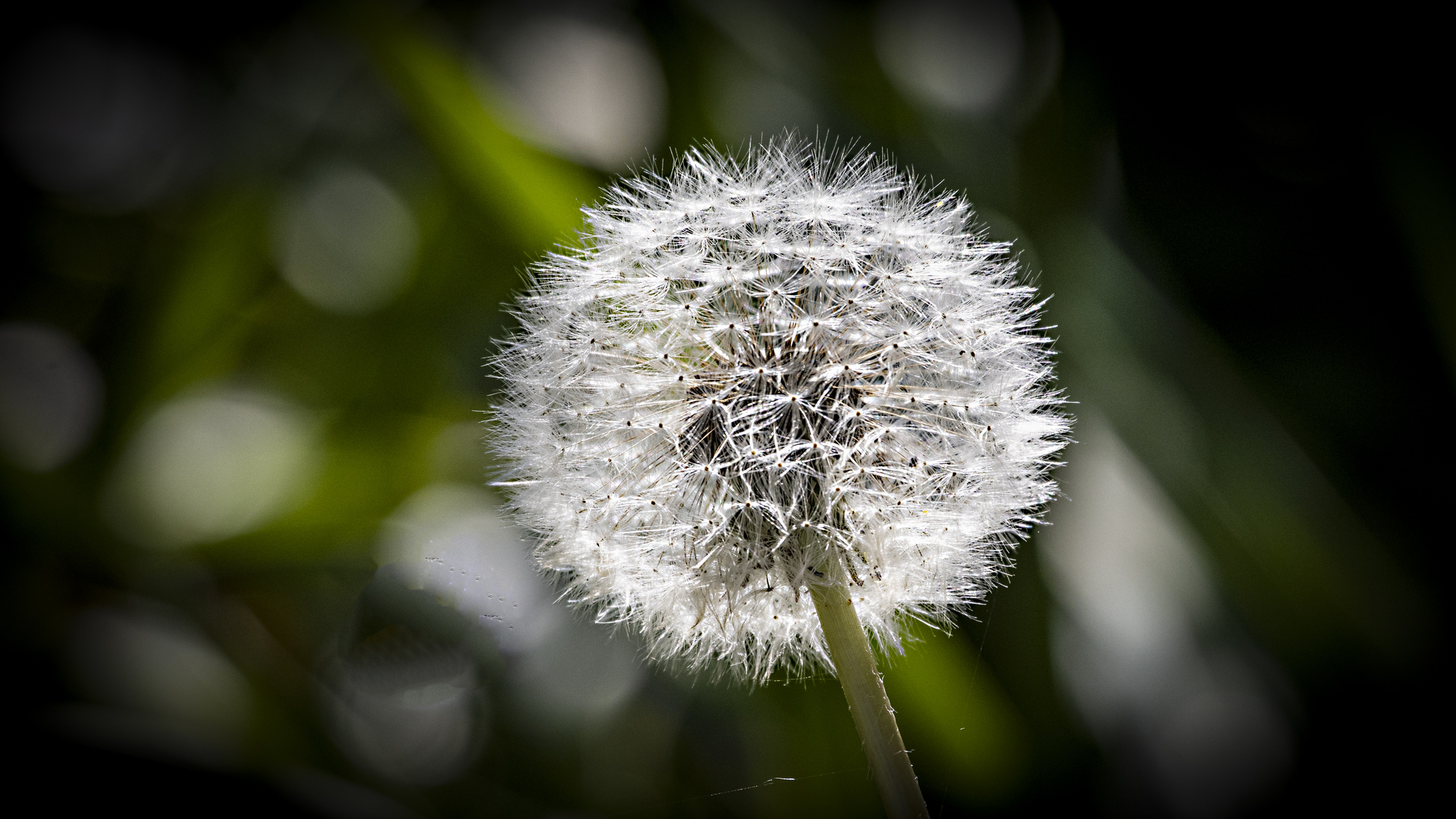 _MG_8745-Pusteblume