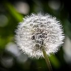 _MG_8745-Pusteblume