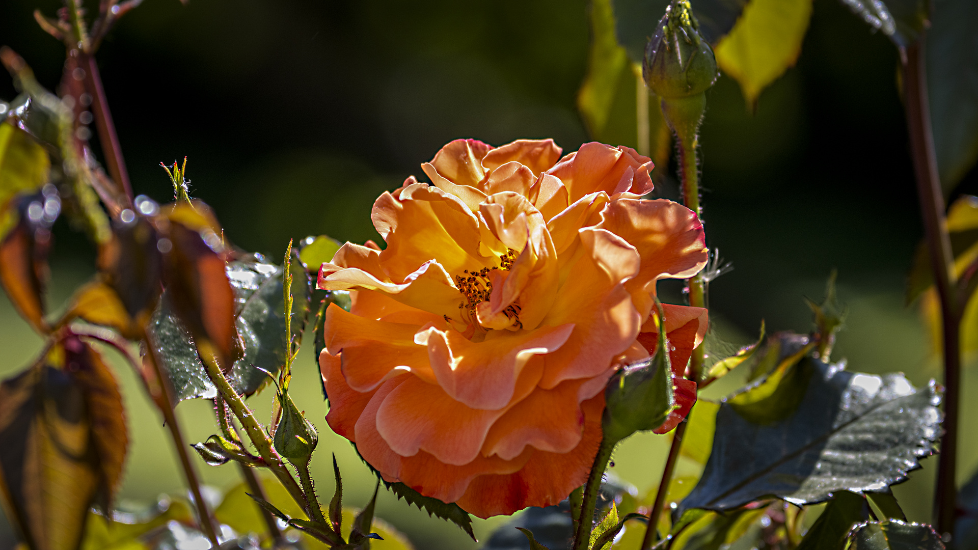 _MG_8760-Die erste Rose blüht.