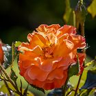 _MG_8760-Die erste Rose blüht.