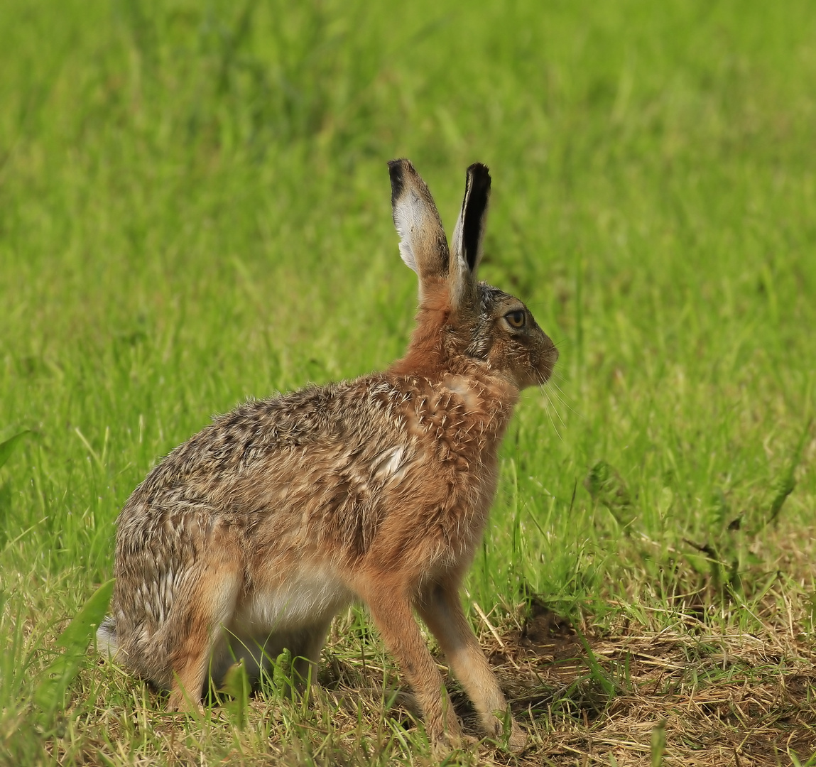 _MG_8804 Hase_filtered