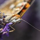 _MG_8844 Schmetterling