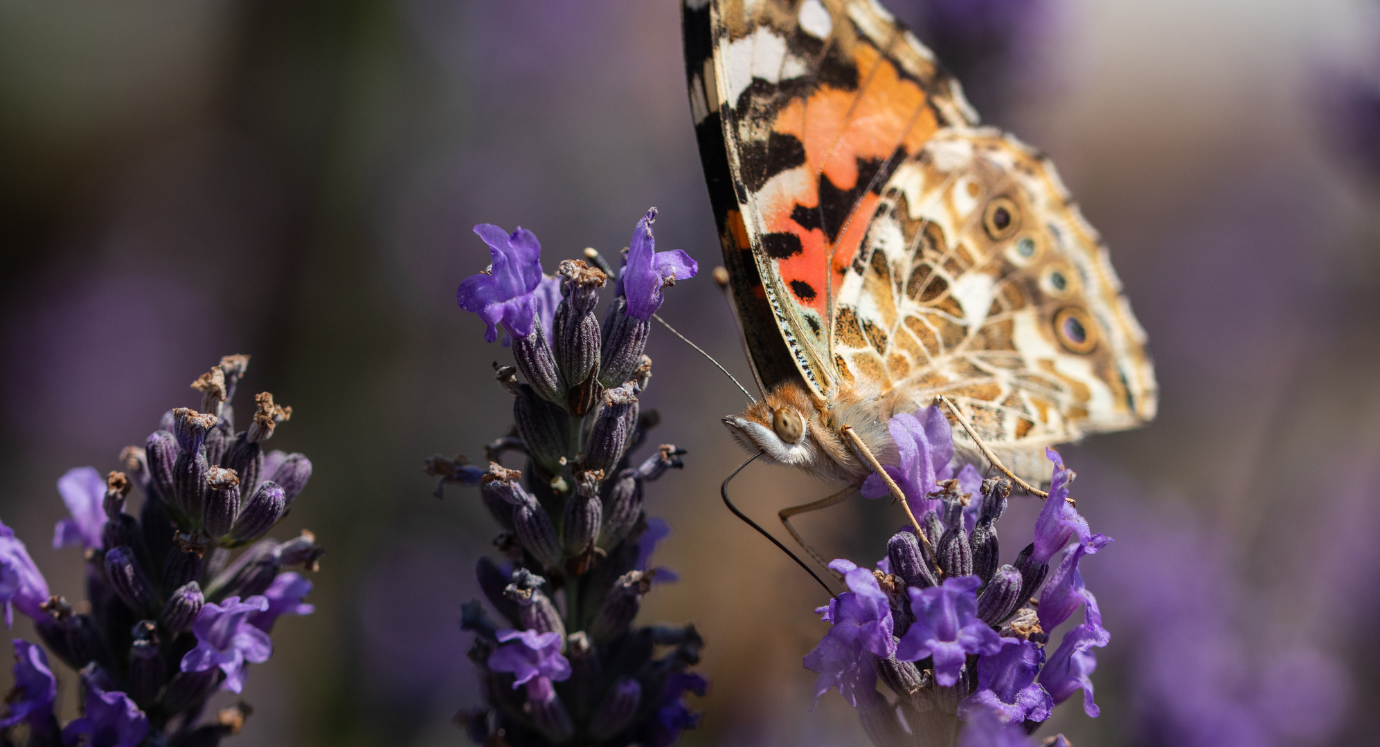 _MG_9083 Schmetterling