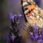 _MG_9083 Schmetterling